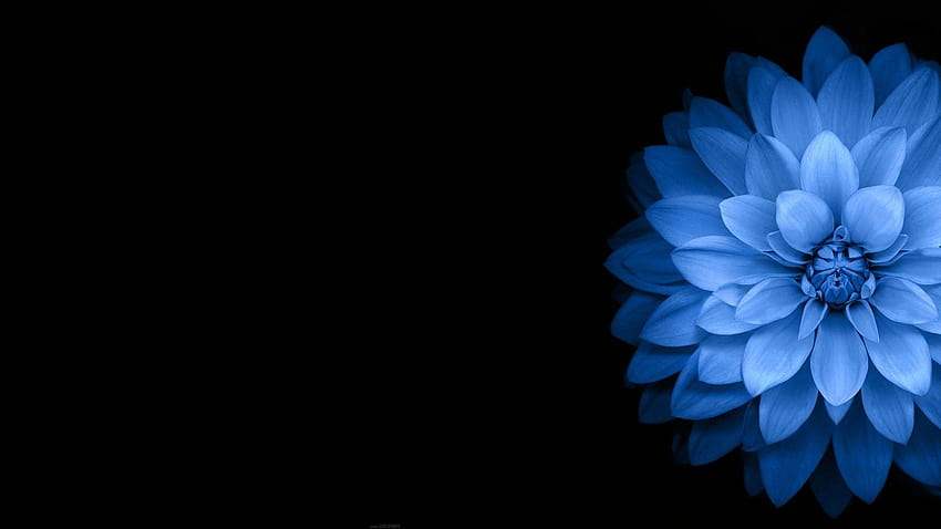 어두운 꽃 고품질 꽃 파란색 검정색 및 배경 파란색 꽃 HD 월페이퍼