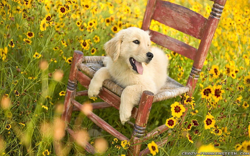 Springtime Dog, dogs spring HD wallpaper
