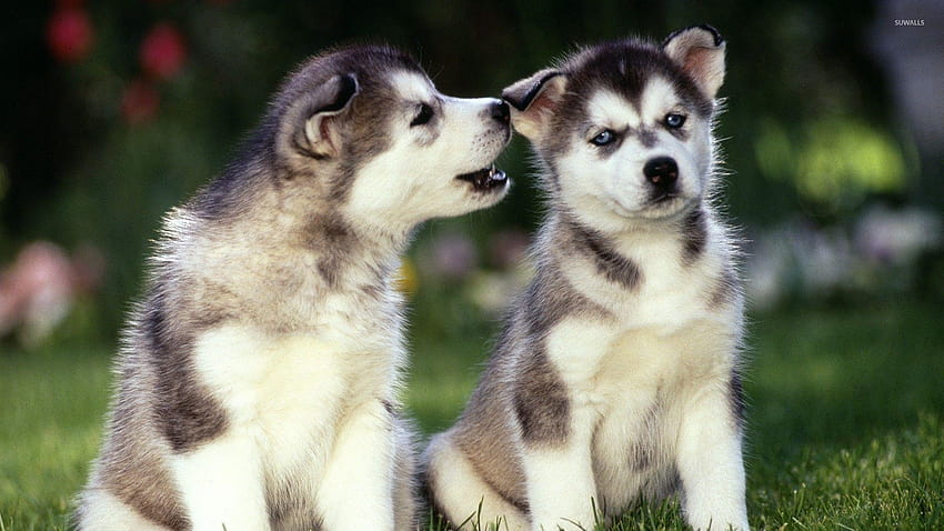 Siberian Husky puppies HD wallpaper | Pxfuel