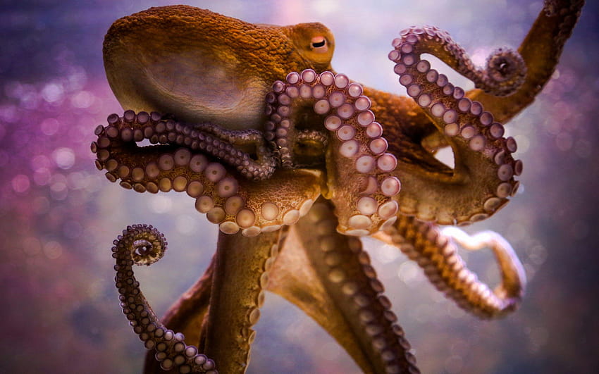octopus tentacles HD wallpaper