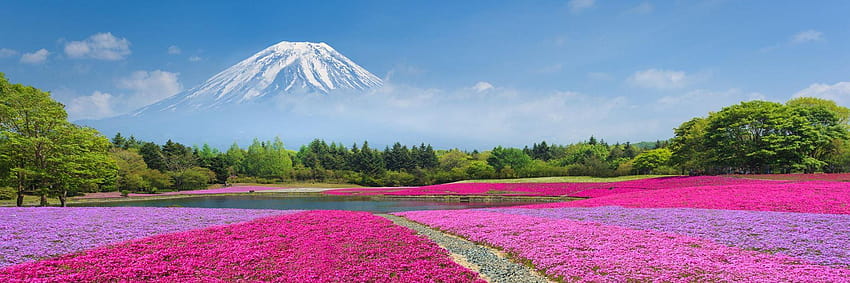 Kunjungi Hakone & Gunung Fuji dalam perjalanan ke Jepang, taman bunga musim semi gunung fuji danau kawaguchi Wallpaper HD