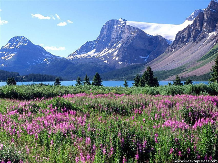 » Milieux naturels » Bow Lake, canadien, Rocheuses canadiennes Fond d'écran HD