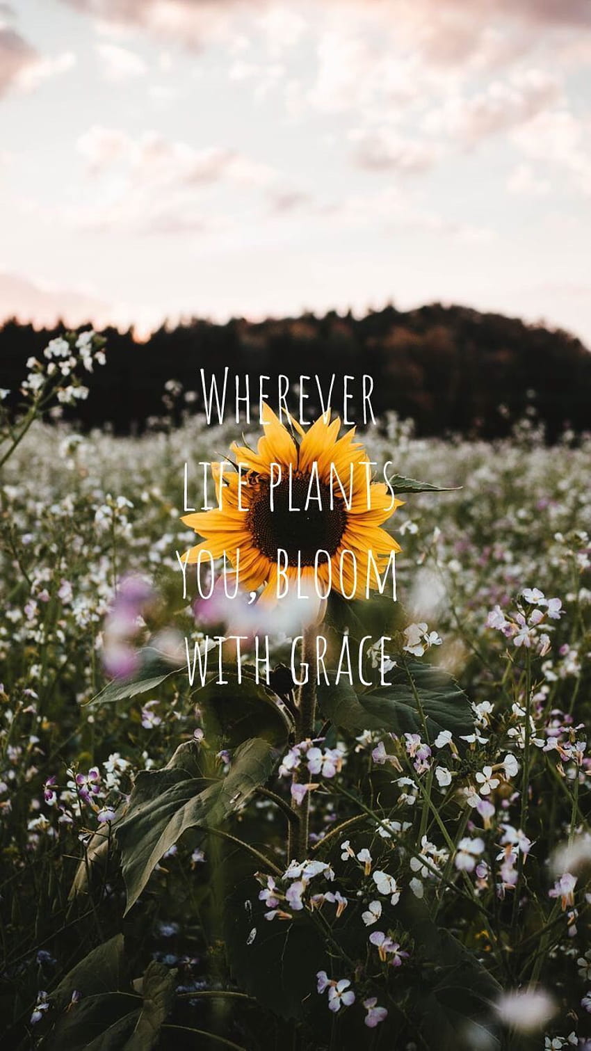 Girasole, sunflowers with quotes HD phone wallpaper