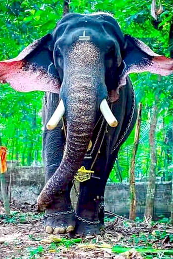 HD wallpaper: india, kerala, forest, animal, tusk, happy, green, elephant |  Wallpaper Flare
