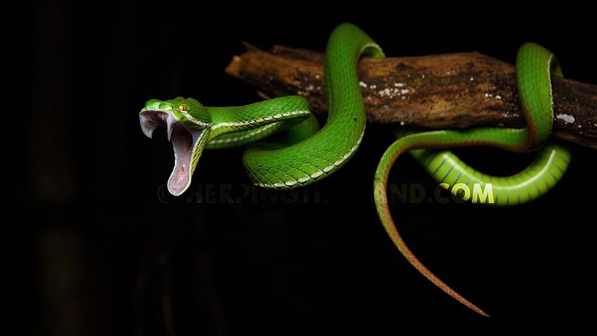 Trimeresurus albolabris – White, white lipped pit viper snake tree HD wallpaper