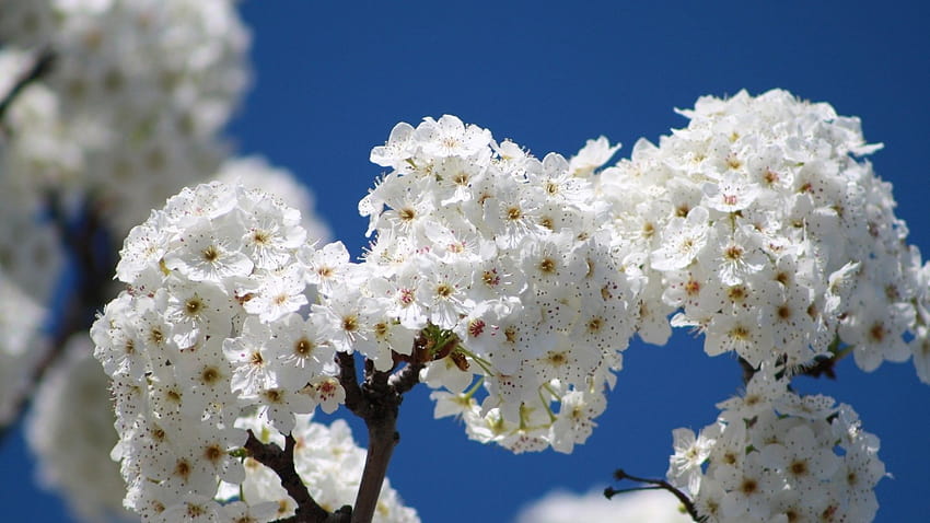 Ultra, Blumen, Frühling, Waldgrün, Baum, frische Luft, Himmel, für Smart Pnone, Zweig, Blüte HD-Hintergrundbild
