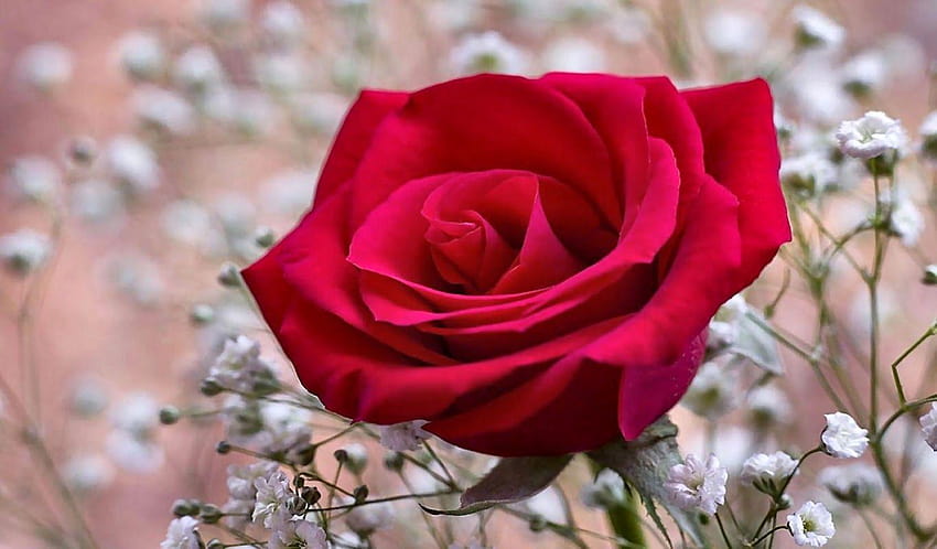 Flowers: Deep Red Valentine Rose February Holiday Valentines Day, roja HD wallpaper