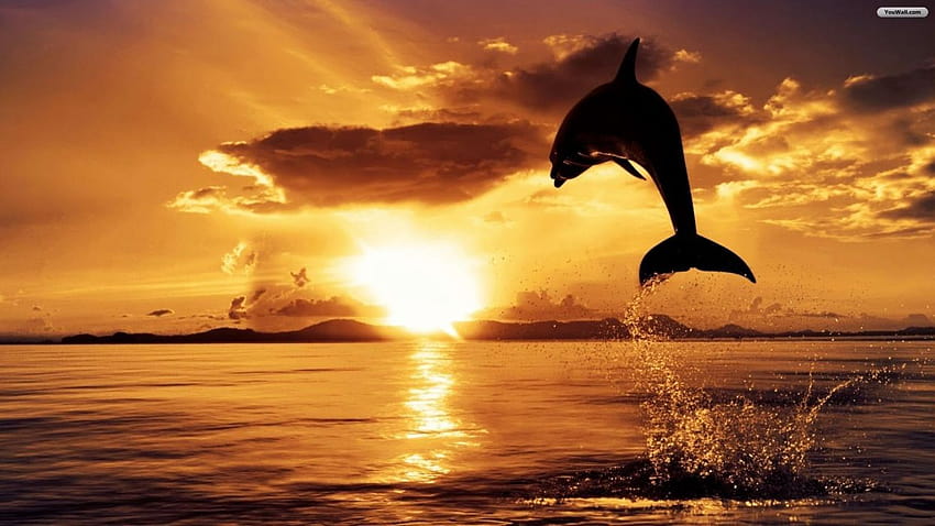 Los delfines del océano al atardecer saltan, el atardecer en el océano fondo de pantalla