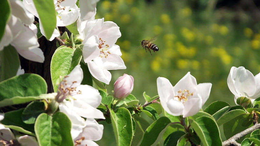 : 4000x2248 px, bees, spring, white flowers 4000x2248, spring bees HD wallpaper