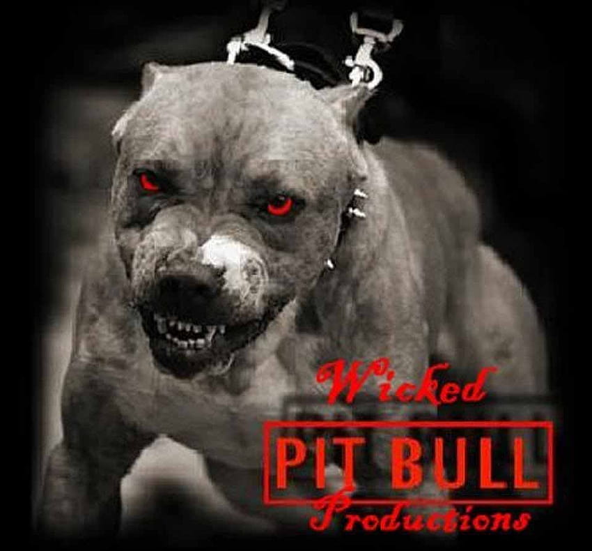 Pitbull Dog: 화난 핏불 개, 미친 개 HD 월페이퍼