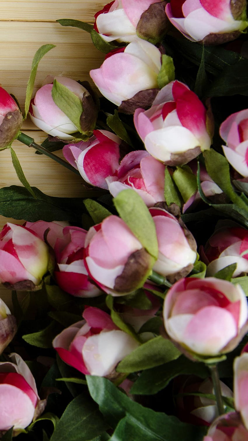 Rose da giardino, rosa, fiori recisi, peonia, fiore per IPhone, fiori di peonie rosa Sfondo del telefono HD