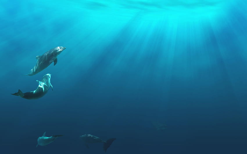 delfines, Delfín, Ocea, Mar, Submarino / y, delfines bajo el agua fondo de pantalla