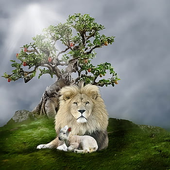 Lion and Lamb Wallpaper 54 images