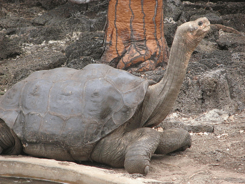 Pinta Island tortoise, galapagos islands tortoises HD wallpaper | Pxfuel