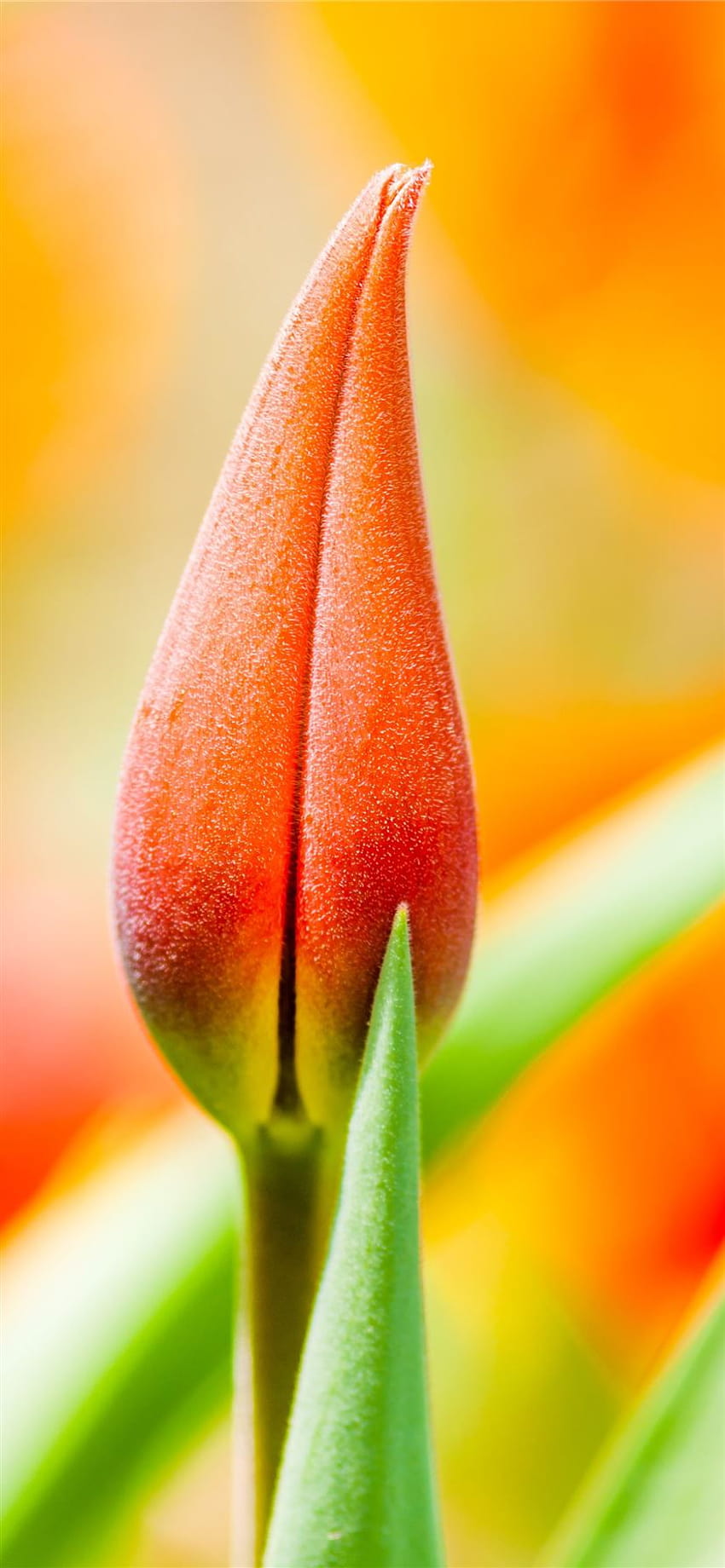 pomarańczowy pączek tulipana iPhone 11, wiosenny pomarańczowy Tapeta na telefon HD