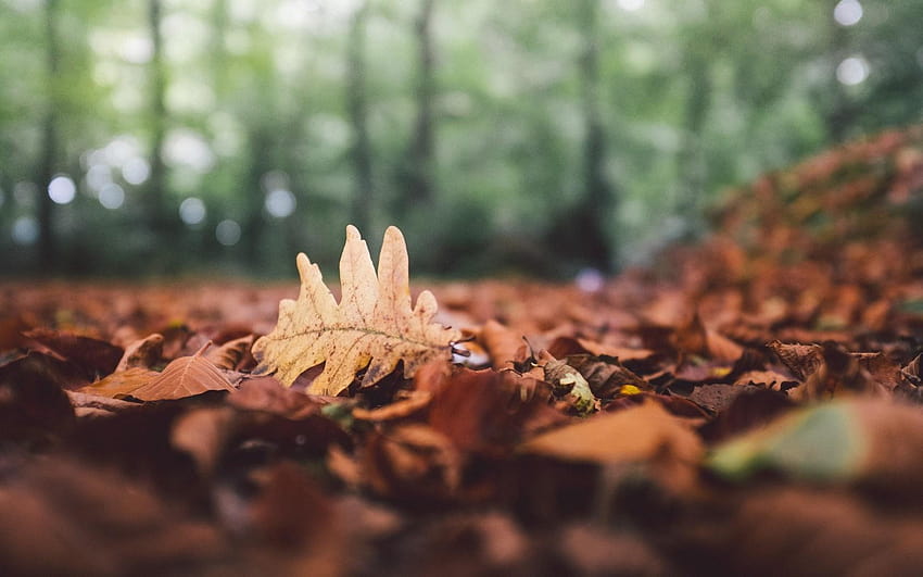 Горски листа Паднали есенни листа Дъб Есен Природа, падащи дъбови листа HD тапет