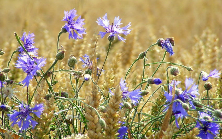 the field wheat ears flower cornflowers summer, flowers wheat field HD wallpaper