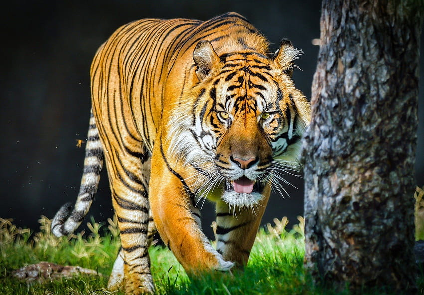 Orange tiger wild cat predator face tongue, wild predator HD wallpaper ...