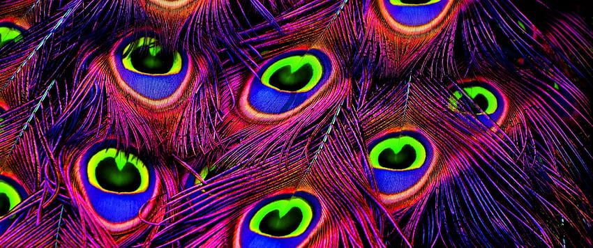 孔雀の羽, 羽, Peacock Wheel, 紫, 活気に満ちた、グラフィック 高画質の壁紙
