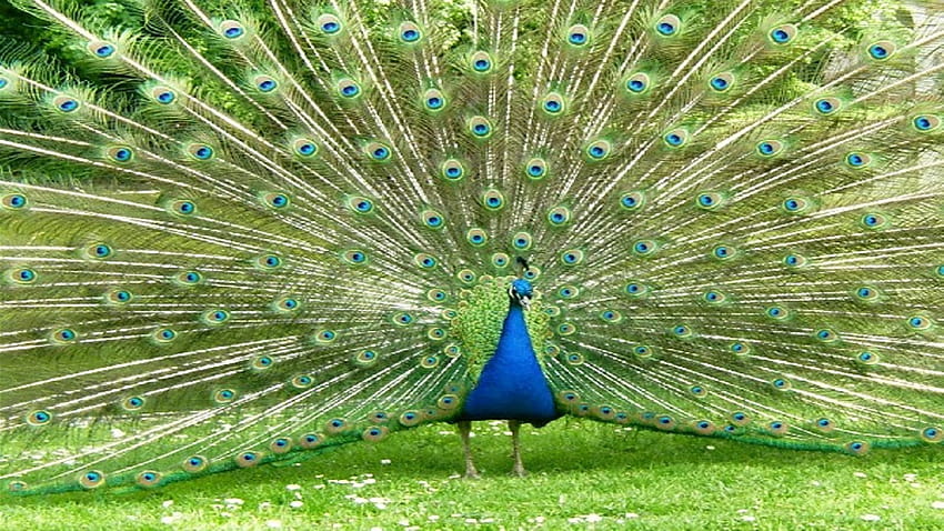 Male Peacocks Hd Wallpaper Pxfuel 7116