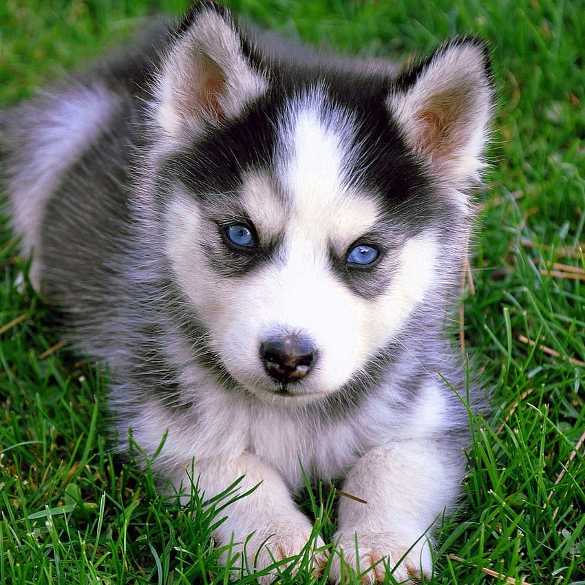 Baby Wolf Puppy, cute little puppies HD wallpaper