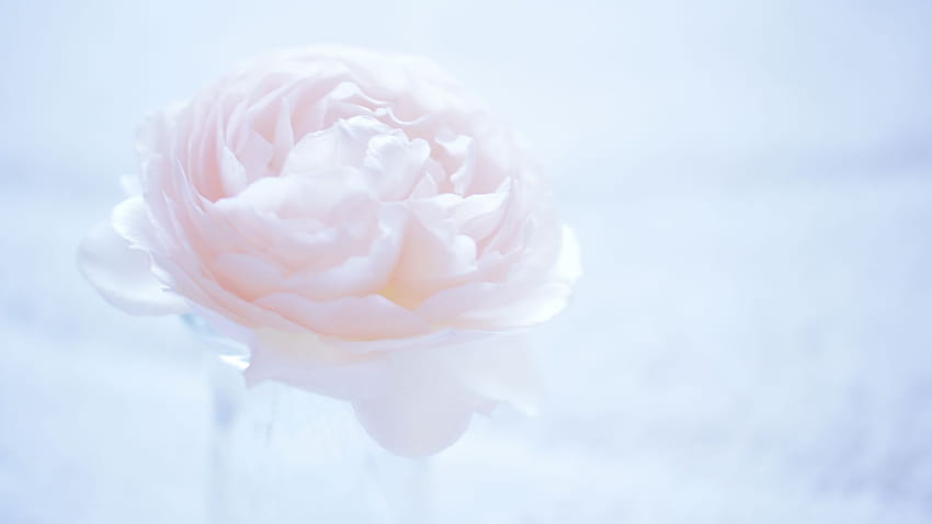 Camellia, , flower, pink, OS HD wallpaper | Pxfuel