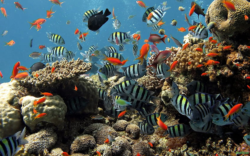 3D na żywo, rafa, rafa koralowa, ryby rafy koralowej, podwodne, biologia morska Tapeta HD