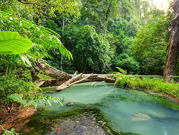 Tropical Landscape Blue River In The Jungle Fallen Wood Rain Forest ...
