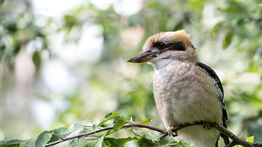 Kookaburra for your or mobile screen and easy to HD wallpaper