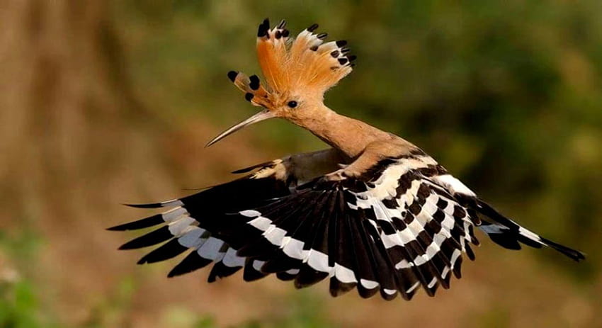 Wallpaper bird, Upupa epops, Hoopoe for mobile and desktop, section  животные, resolution 2400x1344 - download