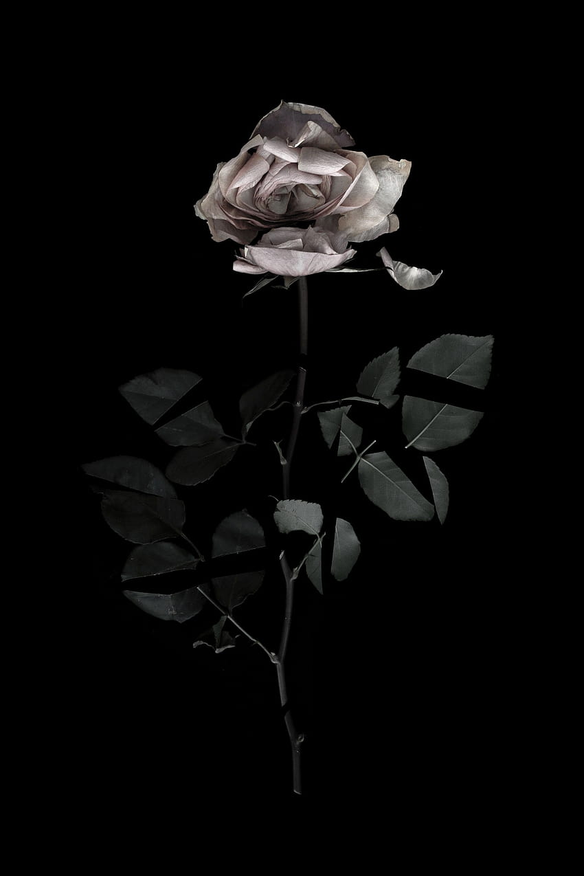 Épinglé sur P H O T O G R A P H Y, single rose in dark Fond d'écran de téléphone HD