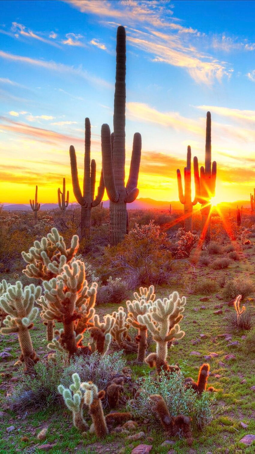 Nature for your iPhone 8 from Everpix, phoenix arizona desert iphone HD phone wallpaper