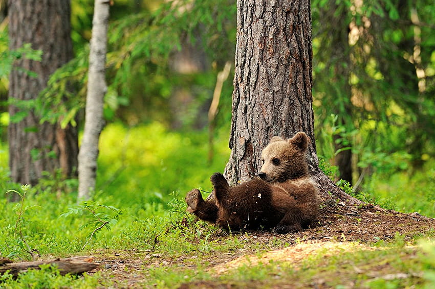 Best 3 Bear Cub on Hip, 곰 새끼들 HD 월페이퍼