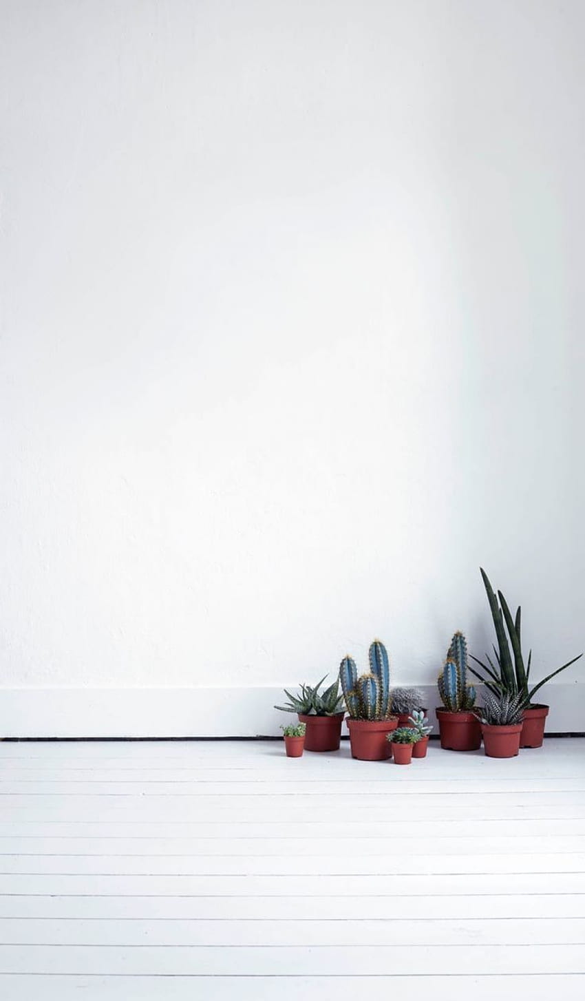 HD simple plant aesthetic wallpapers  Peakpx