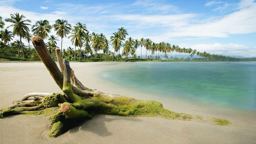 나무 줄기, 해변, 바다 HD 월페이퍼
