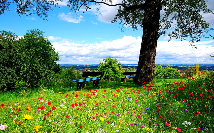 2560x1600 Crocus flowers on the meadow, bench, tree, summer HD wallpaper