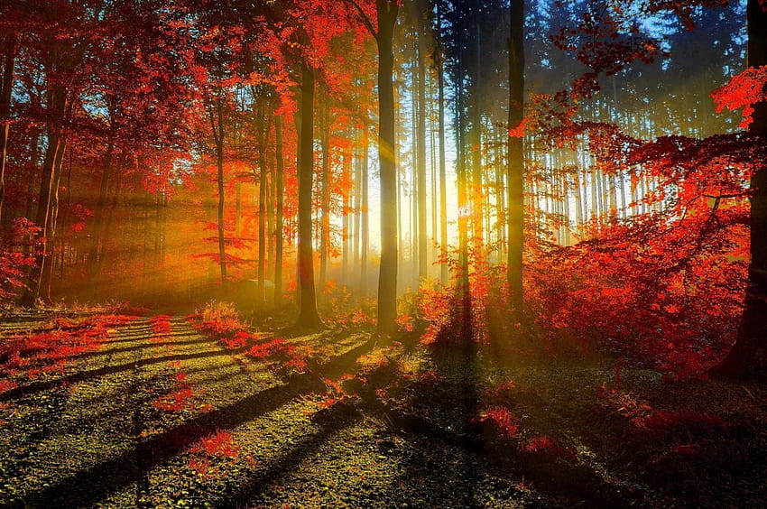 2560x1700 Autumn, Sunrays, Trees, Forest, Fall for Chromebook Pixel, autumn chromebook HD wallpaper