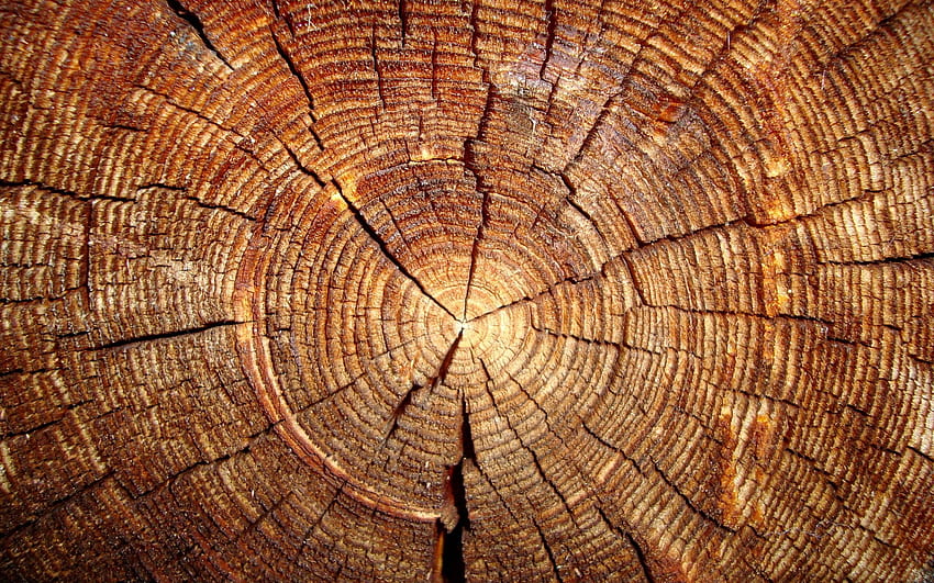 50 Wood, lumber HD wallpaper