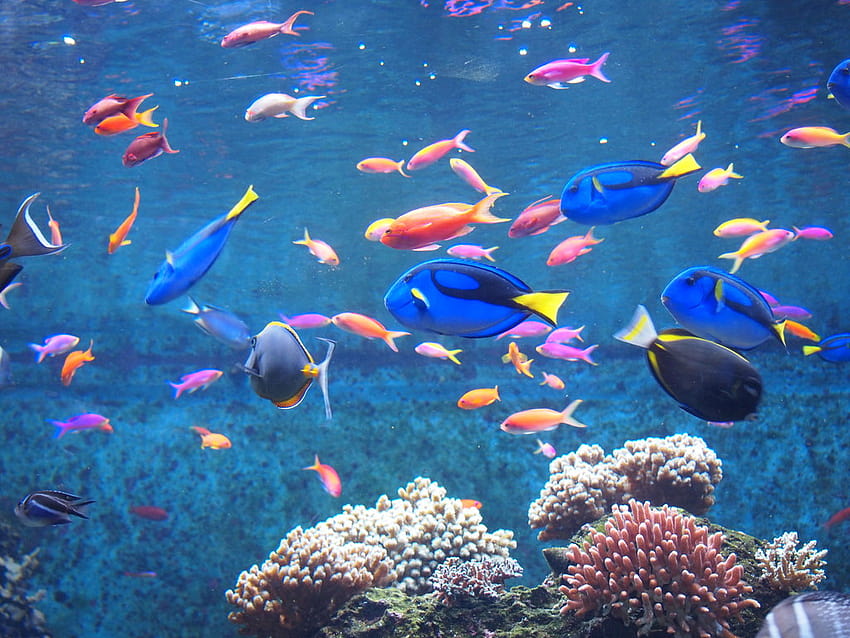 Colourful Fish Hd Wallpaper Pxfuel