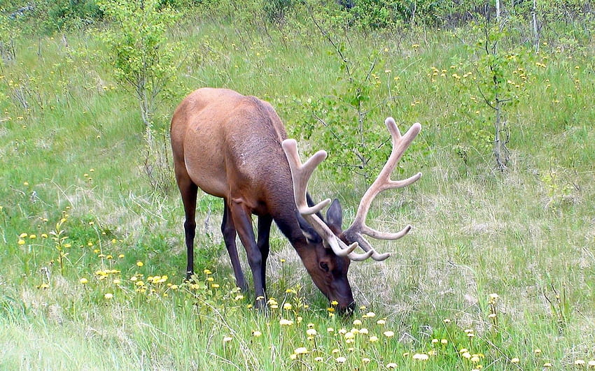 3310879 / Deer, Antlers, Grass, Flowers HD wallpaper