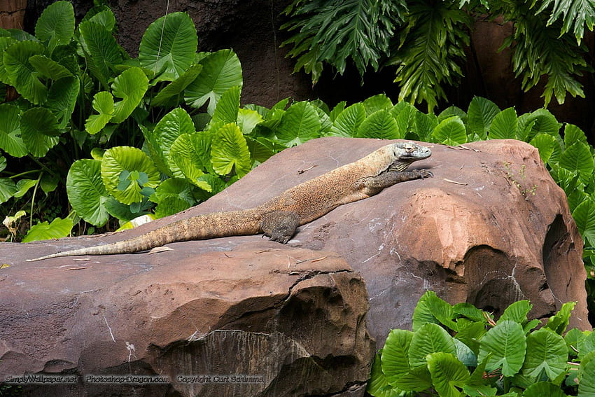 Komodo Dragon – Monitor Lizard HD wallpaper