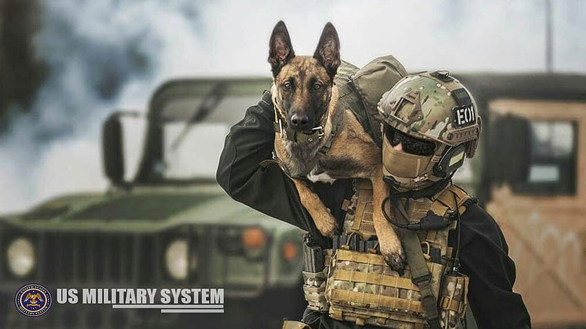 Voici des chiens militaires spécialement dressés pour le combat Fond d'écran HD