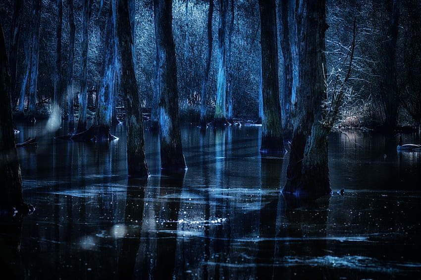 : water, reflection, nature, darkness, tree, atmosphere, light, swamp, bayou, wetland, phenomenon, woodland, watercourse, night, midnight, branch, computer , Formation, old growth forest, landscape 4800x3200 HD wallpaper