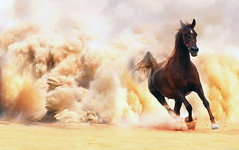 Arabian pride, stallion, Arabian, beauty, white, horse, HD wallpaper |  Peakpx