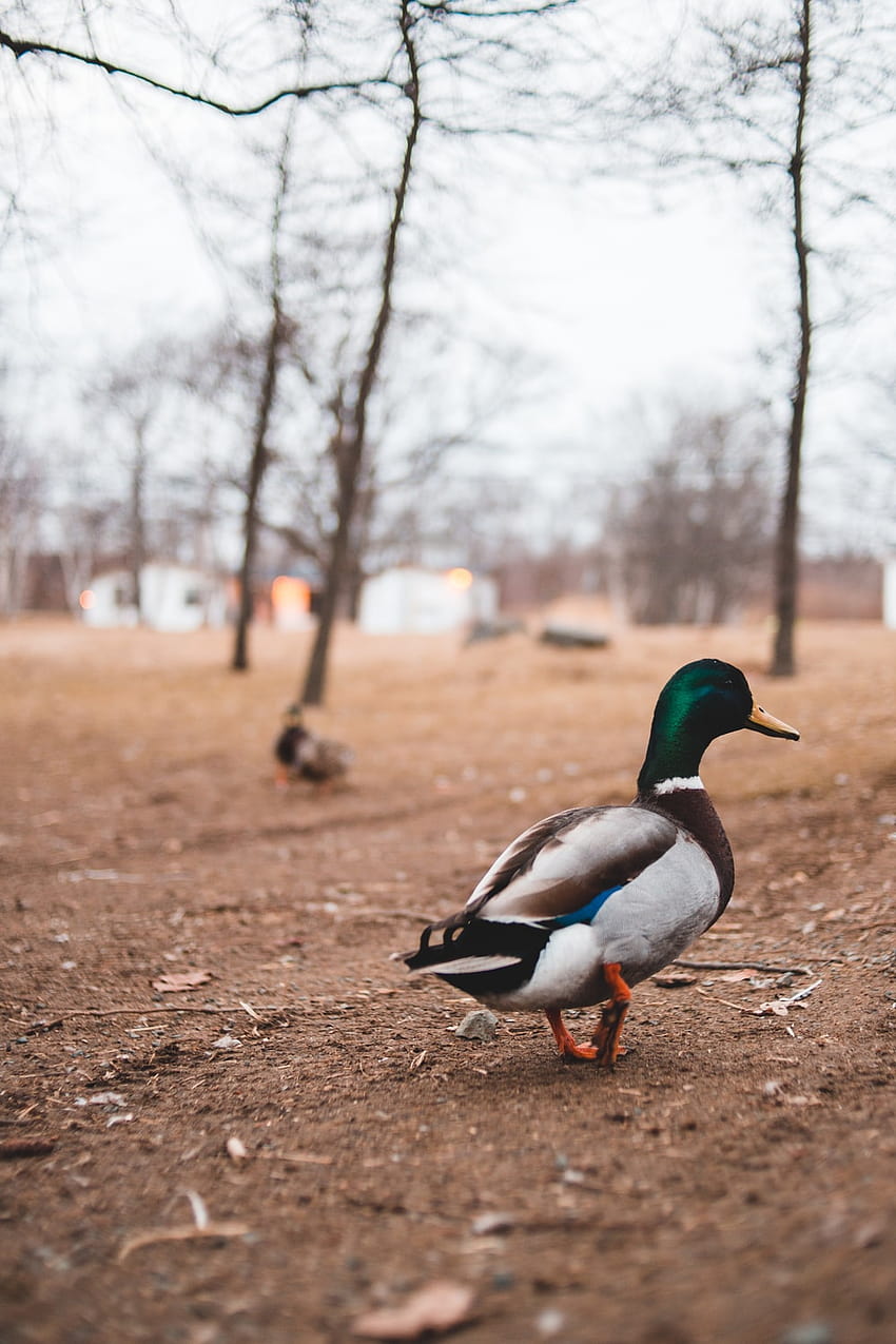 gray mallard duck walking – Brown, walking duck HD phone wallpaper