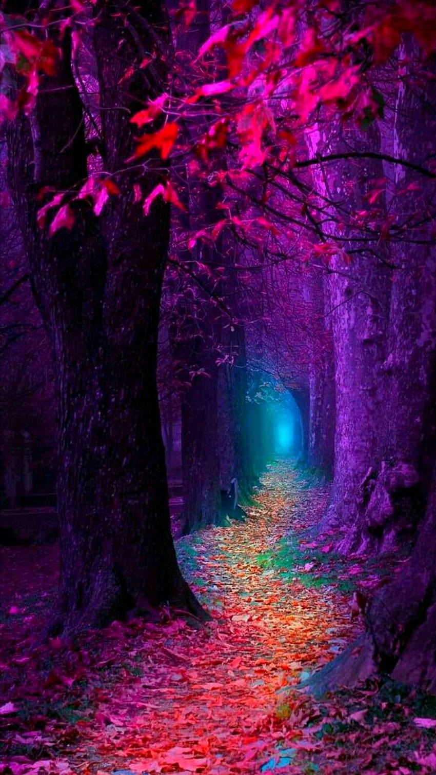 Dieser magische Wald ist unglaublich, so viele Farben sehe ich, erschafft die Harmonie der Natur HD-Handy-Hintergrundbild