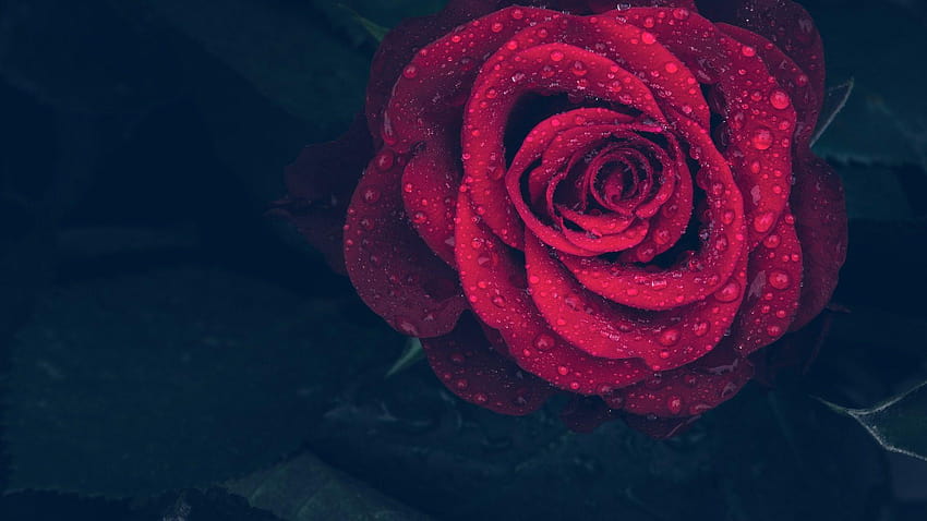 Beautiful Single Red Rose With Dark Backgrounds, rose dark aesthetic HD wallpaper