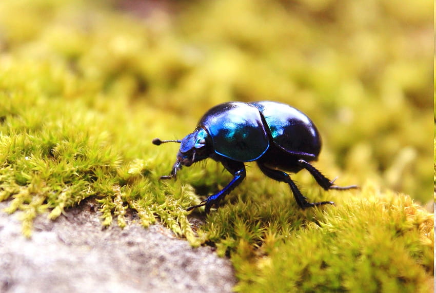 animals, Insect, Beetles, Moss / and Mobile HD wallpaper