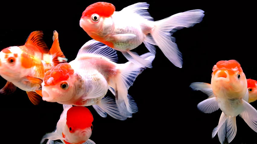 Top 20 Aquarium Fish, oranda HD wallpaper