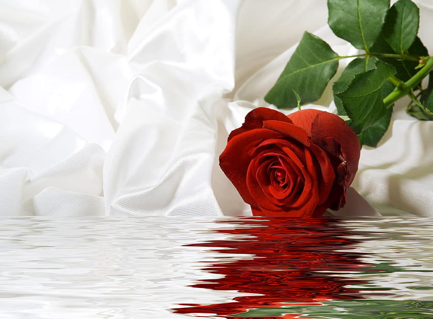 Rose Dipped In Water, rose water HD wallpaper